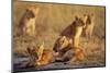 Lion Cubs Resting-Paul Souders-Mounted Photographic Print