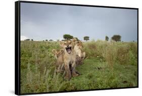 Lion Cubs-null-Framed Stretched Canvas