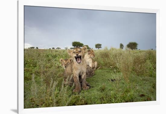 Lion Cubs-null-Framed Photographic Print