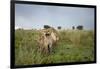 Lion Cubs-null-Framed Photographic Print
