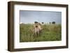 Lion Cubs-null-Framed Photographic Print