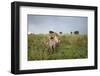 Lion Cubs-null-Framed Photographic Print