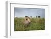 Lion Cubs-null-Framed Photographic Print