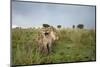 Lion Cubs-null-Mounted Photographic Print