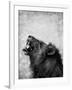 Lion Displaying Dangerous Teeth-Donvanstaden-Framed Art Print