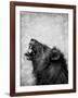 Lion Displaying Dangerous Teeth-Donvanstaden-Framed Art Print