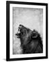 Lion Displaying Dangerous Teeth-Donvanstaden-Framed Art Print