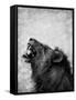 Lion Displaying Dangerous Teeth-Donvanstaden-Framed Stretched Canvas