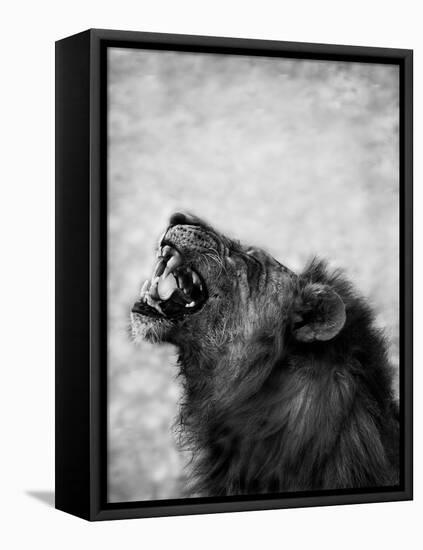 Lion Displaying Dangerous Teeth-Donvanstaden-Framed Stretched Canvas