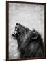 Lion Displaying Dangerous Teeth-Donvanstaden-Framed Art Print