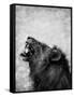 Lion Displaying Dangerous Teeth-Donvanstaden-Framed Stretched Canvas