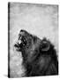 Lion Displaying Dangerous Teeth-Donvanstaden-Stretched Canvas