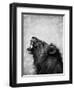Lion Displaying Dangerous Teeth-Donvanstaden-Framed Art Print