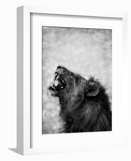 Lion Displaying Dangerous Teeth-Donvanstaden-Framed Art Print