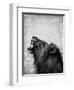 Lion Displaying Dangerous Teeth-Donvanstaden-Framed Art Print