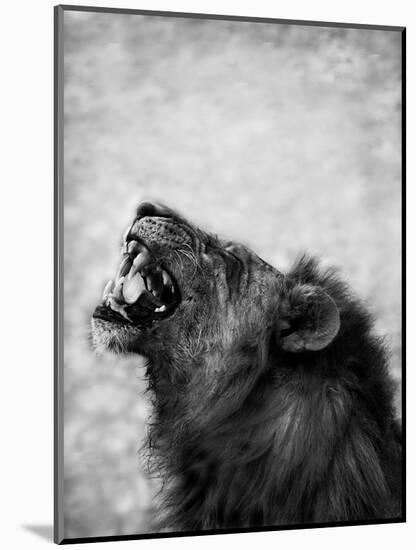 Lion Displaying Dangerous Teeth-Donvanstaden-Mounted Art Print