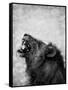 Lion Displaying Dangerous Teeth-Donvanstaden-Framed Stretched Canvas