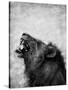 Lion Displaying Dangerous Teeth-Donvanstaden-Stretched Canvas