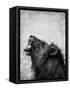 Lion Displaying Dangerous Teeth-Donvanstaden-Framed Stretched Canvas