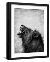 Lion Displaying Dangerous Teeth-Donvanstaden-Framed Art Print