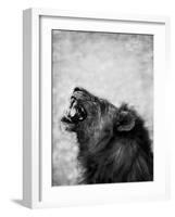 Lion Displaying Dangerous Teeth-Donvanstaden-Framed Art Print