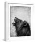 Lion Displaying Dangerous Teeth-Donvanstaden-Framed Art Print