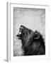 Lion Displaying Dangerous Teeth-Donvanstaden-Framed Art Print