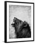 Lion Displaying Dangerous Teeth-Donvanstaden-Framed Art Print