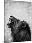 Lion Displaying Dangerous Teeth-Donvanstaden-Mounted Art Print