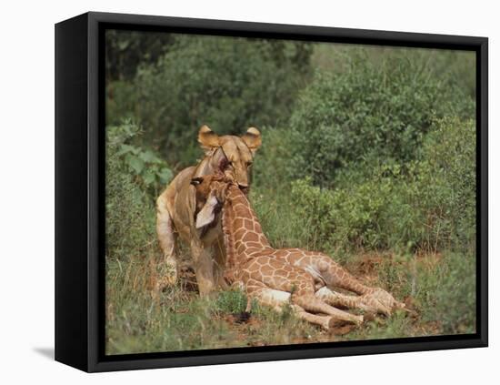 Lion Dragging Dead Giraffe Calf-DLILLC-Framed Stretched Canvas