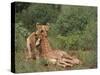 Lion Dragging Dead Giraffe Calf-DLILLC-Stretched Canvas