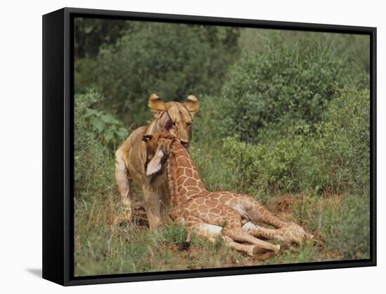Lion Dragging Dead Giraffe Calf-DLILLC-Framed Stretched Canvas