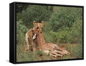 Lion Dragging Dead Giraffe Calf-DLILLC-Framed Stretched Canvas