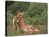 Lion Dragging Dead Giraffe Calf-DLILLC-Stretched Canvas
