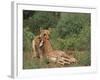 Lion Dragging Dead Giraffe Calf-DLILLC-Framed Photographic Print