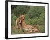 Lion Dragging Dead Giraffe Calf-DLILLC-Framed Photographic Print