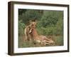 Lion Dragging Dead Giraffe Calf-DLILLC-Framed Photographic Print