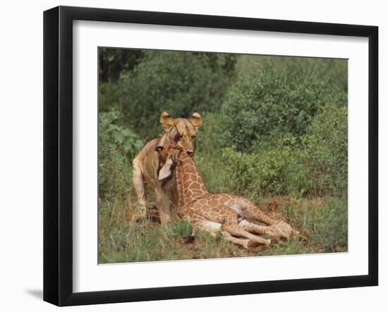 Lion Dragging Dead Giraffe Calf-DLILLC-Framed Photographic Print