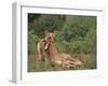 Lion Dragging Dead Giraffe Calf-DLILLC-Framed Photographic Print