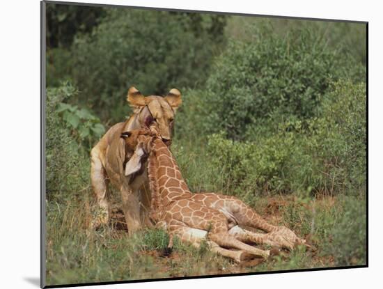 Lion Dragging Dead Giraffe Calf-DLILLC-Mounted Photographic Print