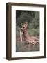 Lion Dragging Dead Giraffe Calf-DLILLC-Framed Photographic Print