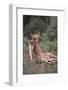 Lion Dragging Dead Giraffe Calf-DLILLC-Framed Photographic Print