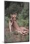 Lion Dragging Dead Giraffe Calf-DLILLC-Mounted Photographic Print