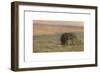 Lion Drinking, c.1897-Henry Ossawa Tanner-Framed Premium Giclee Print