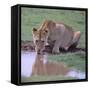 Lion Drinking from Watering Hole-DLILLC-Framed Stretched Canvas