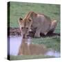 Lion Drinking from Watering Hole-DLILLC-Stretched Canvas