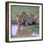 Lion Drinking from Watering Hole-DLILLC-Framed Photographic Print