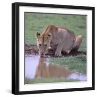 Lion Drinking from Watering Hole-DLILLC-Framed Photographic Print