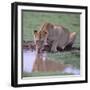 Lion Drinking from Watering Hole-DLILLC-Framed Photographic Print