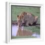 Lion Drinking from Watering Hole-DLILLC-Framed Photographic Print